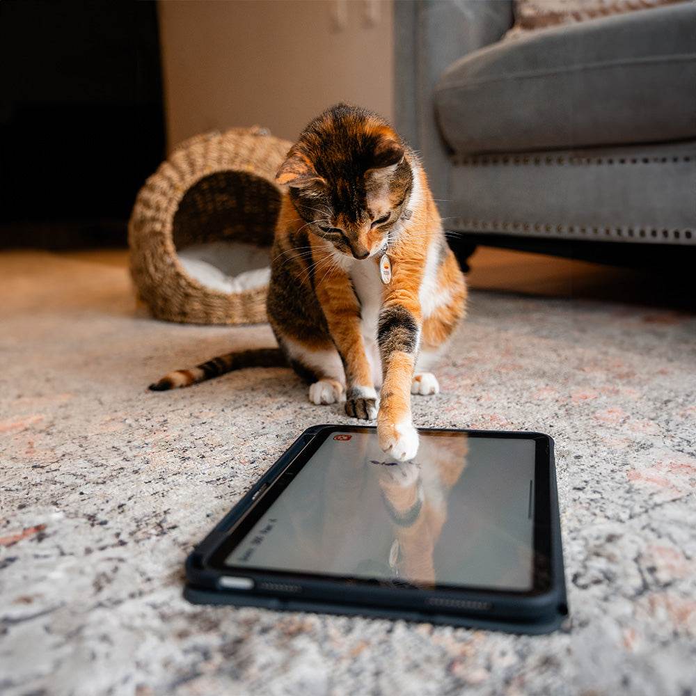 GlassGuard temperate for iPad - NCO Accessories